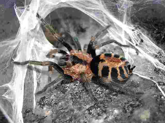 珍しい食べ物のタランチュラ