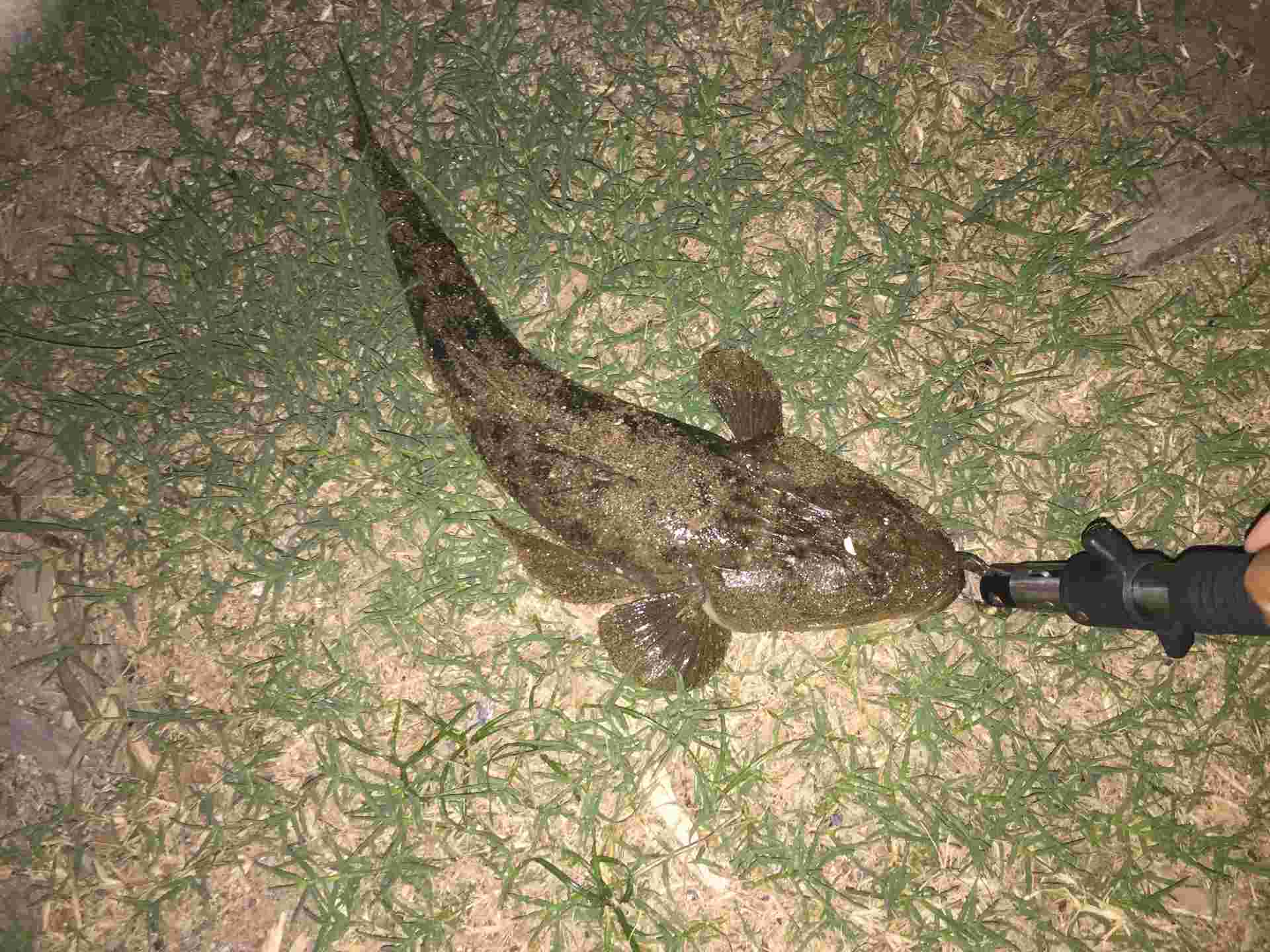 ルアーで釣られるマゴチ