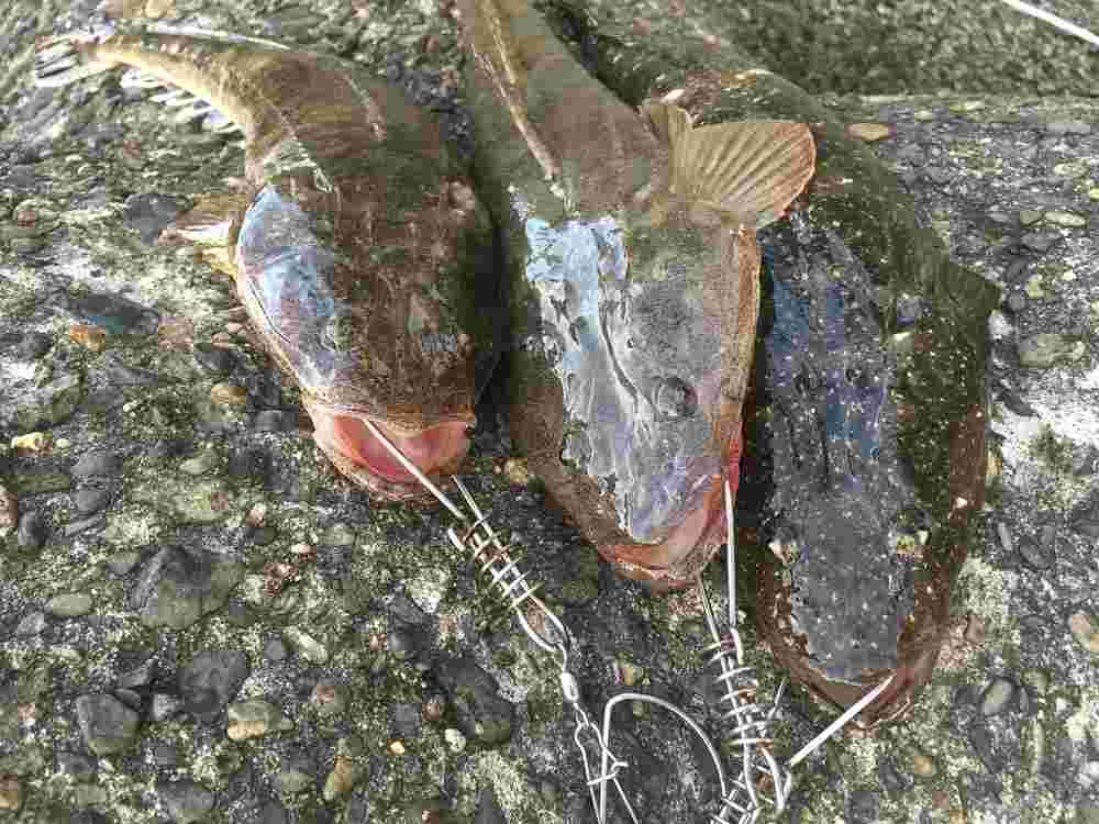 ルアーに食いつくマゴチ