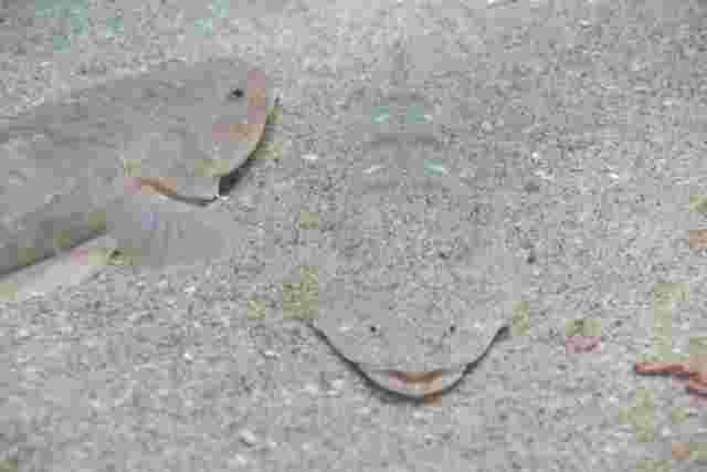 砂に棲むマゴチ