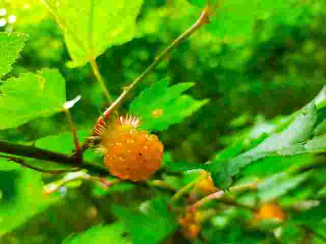 モミジイチゴという種類の野いちご