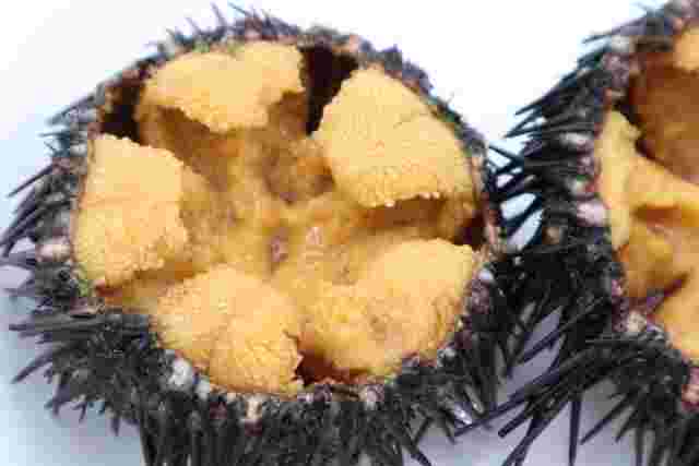 食べられない部位があるウニ