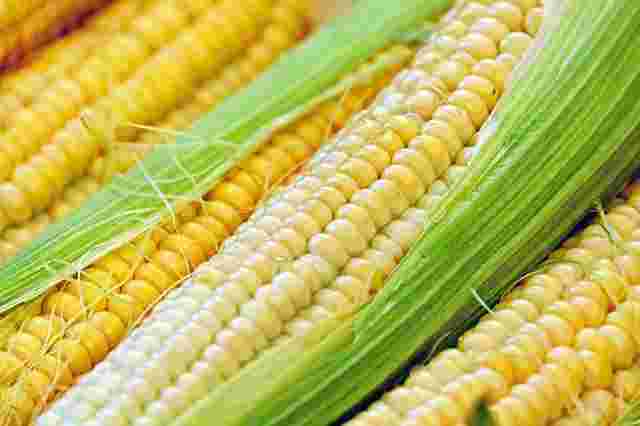 生で食べられる野菜のトウモロコシ