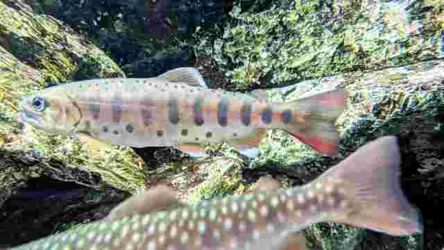 泳いでいる川魚