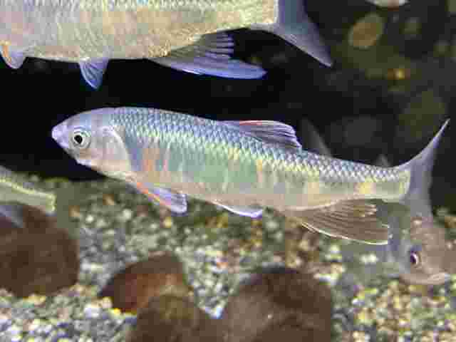 泳いでいる川魚