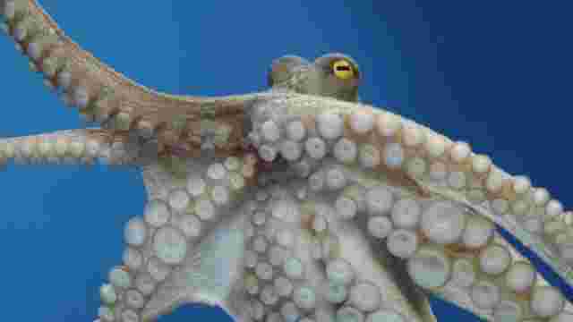 海にいるタコ