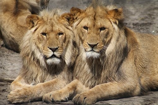 東山動物園周辺の安い駐車場料金比較｜混雑時間と状況・無料はある？