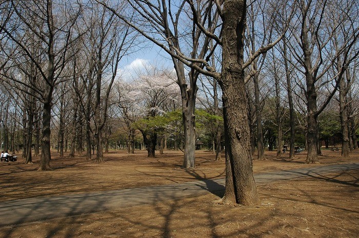 代々木公園周辺の安い駐車場料金比較|混雑時間と状況・無料はある?