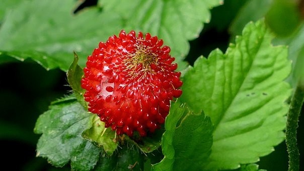 広島いちご狩りスポット|農園/地域別・予約・食べ放題