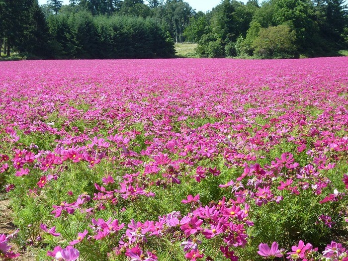 山口県のドライブコース・スポット紹介