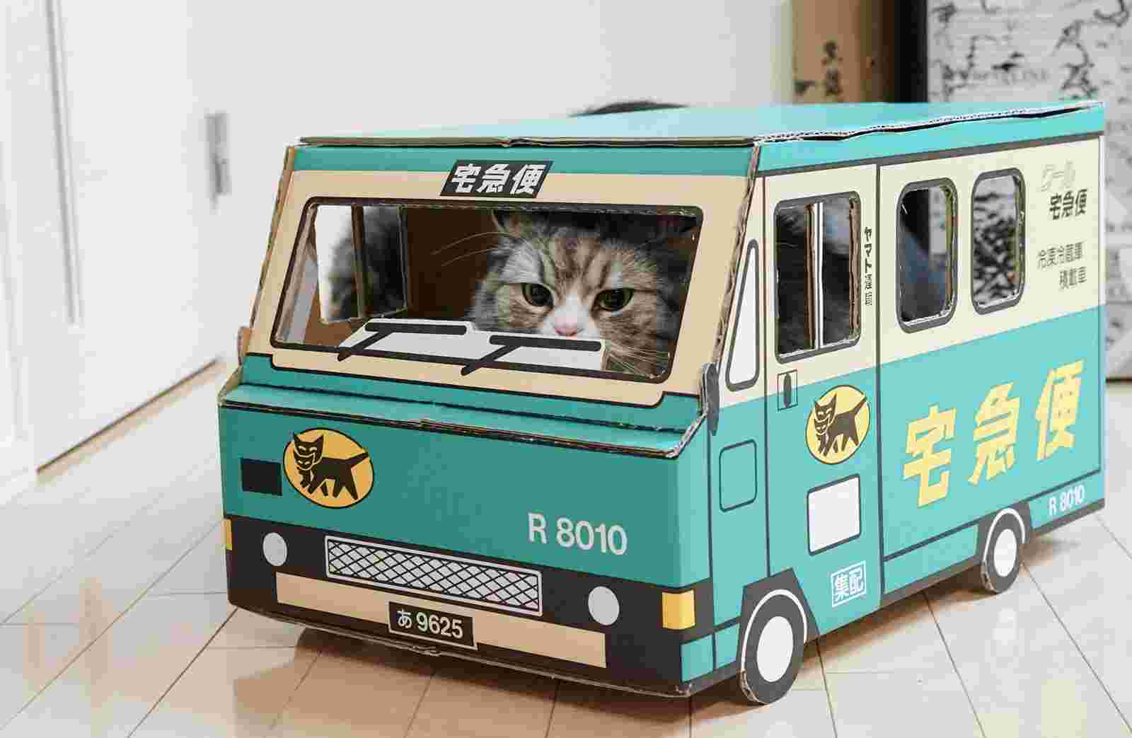 クロネコヤマトのダンボールに入った猫