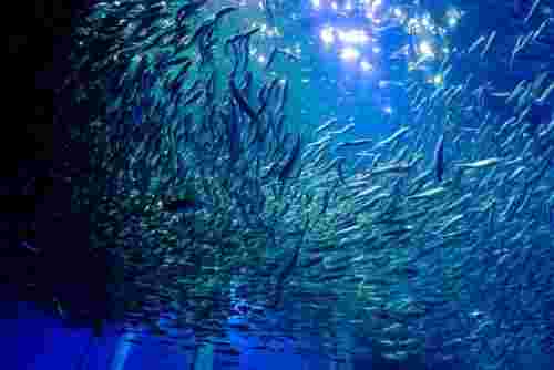 群れになって泳ぐ魚