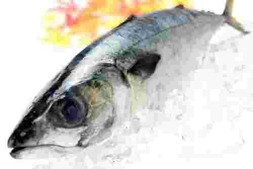 新鮮な青魚のアップ
