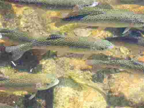泳ぐ淡水魚