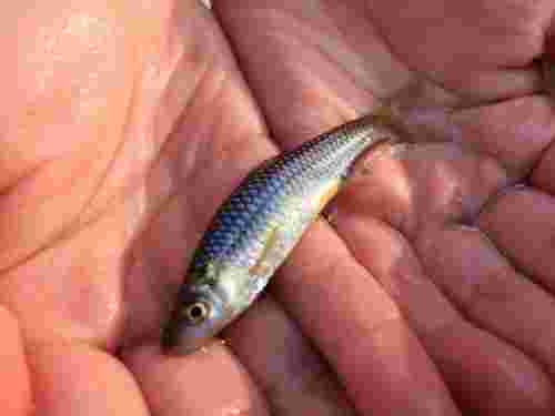 掌にのった小さな魚