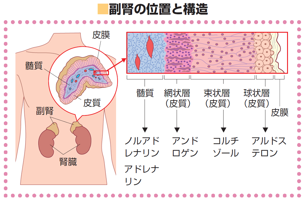 http://img15.shop-pro.jp/PA01158/159/product/38219178.jpg?20111225115216