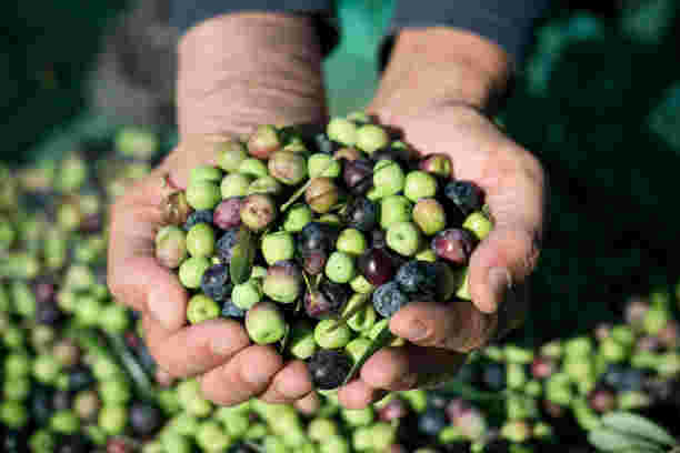 olive