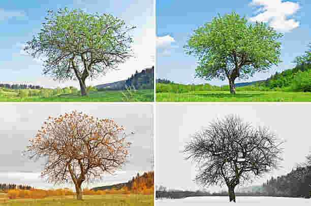 Four seasons