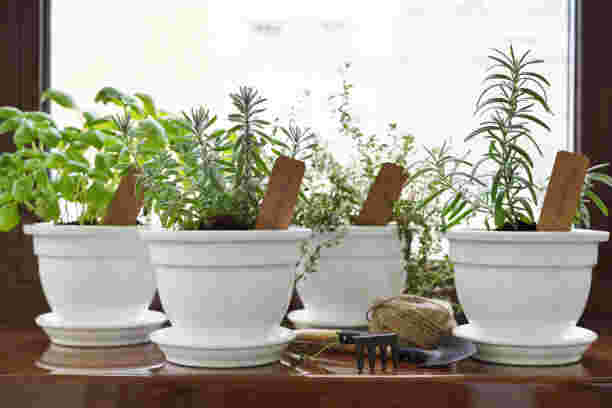 Herbs