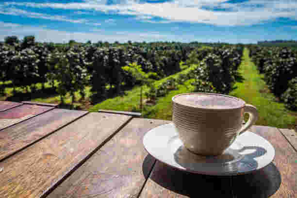 Coffee plantation