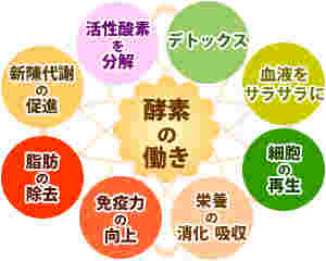 alt="酵素の働き"