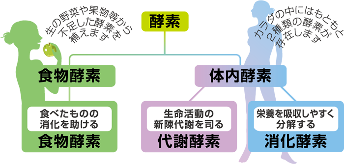 alt="代謝酵素"