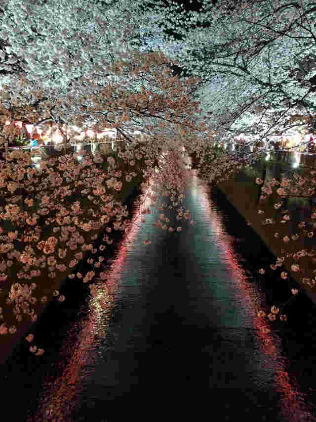 目黒川の桜