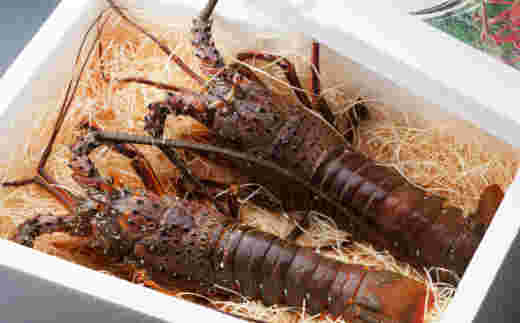 発泡スチロールに入った伊勢海老