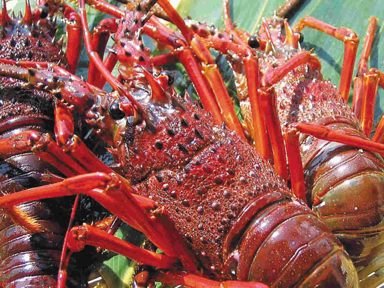 千葉の伊勢海老