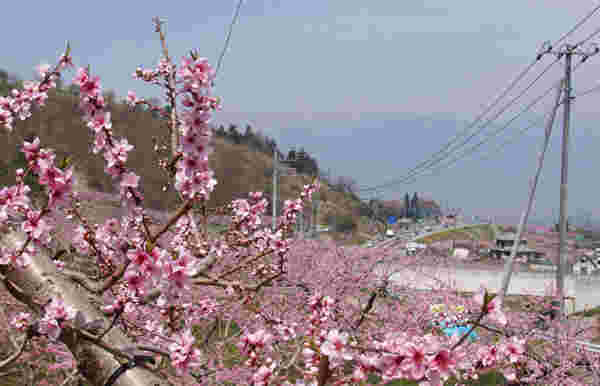 農園で咲く桃の花