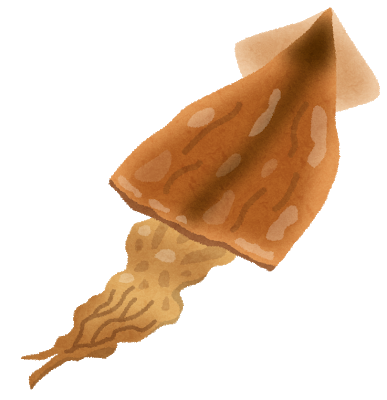 スルメイカのイラスト