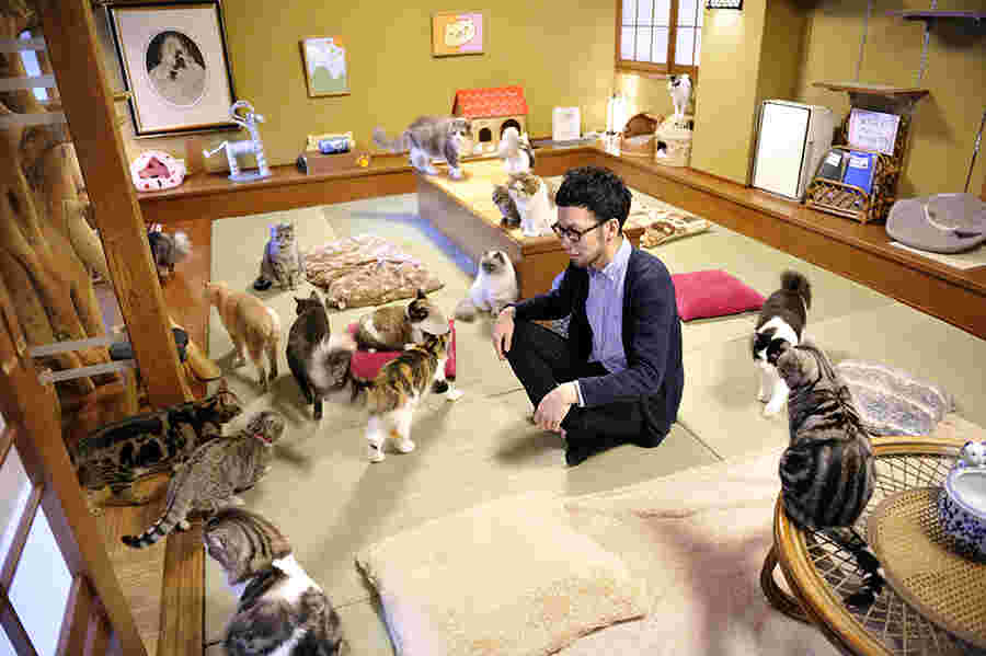猫カフェにいるたくさんの猫