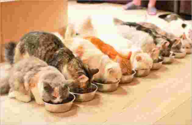 並んでご飯を食べる猫