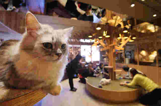 猫カフェの店内