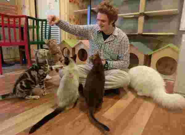 たくさんの猫と触れ合う外国人男性
