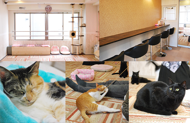 にゃんくる店内と猫