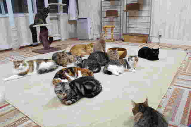 猫カフェれおん店内