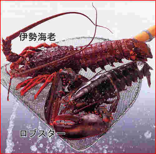 伊勢海老とロブスター