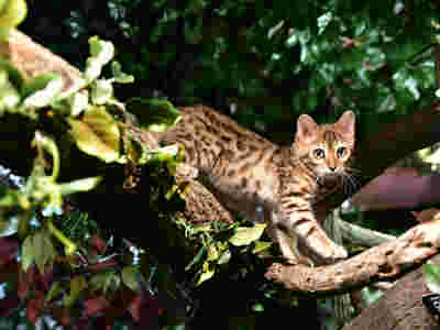 ヒョウ猫の森
