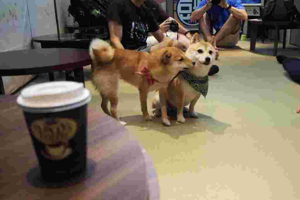 豆柴とドリンク