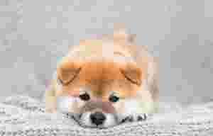 豆柴の画像