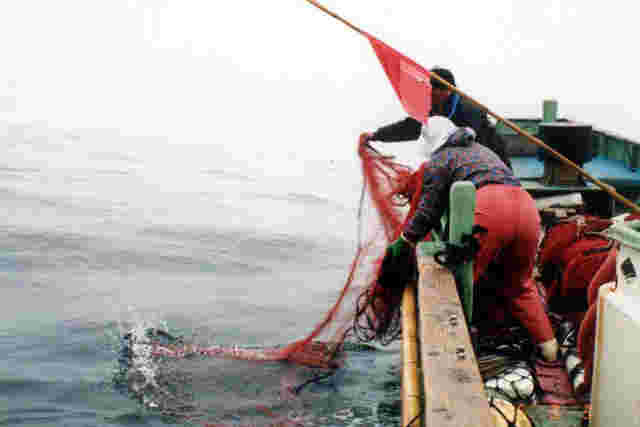 刺網を使った伊勢海老漁のようす