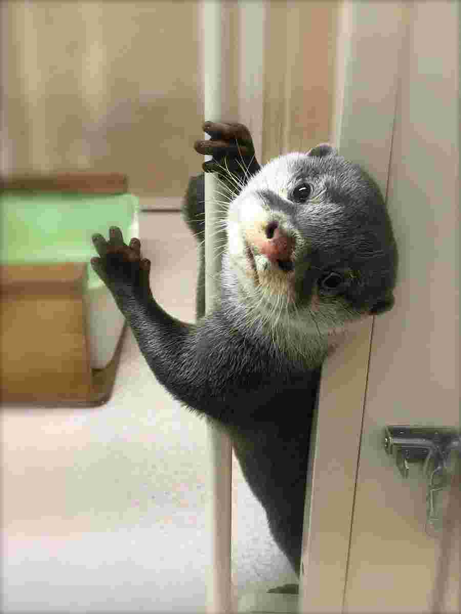 扉の隙間からのぞき込むカワウソ