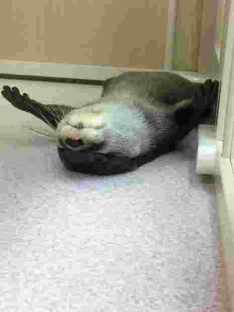 寝姿も愛らしい仰向けで眠るかわうそ