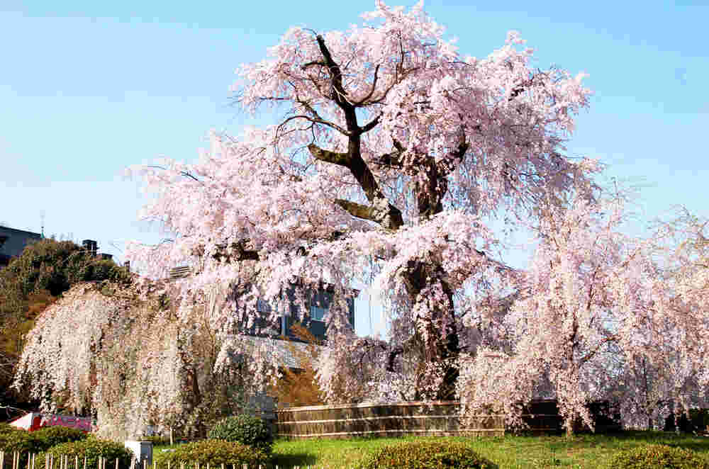 円山公園のしだれ桜