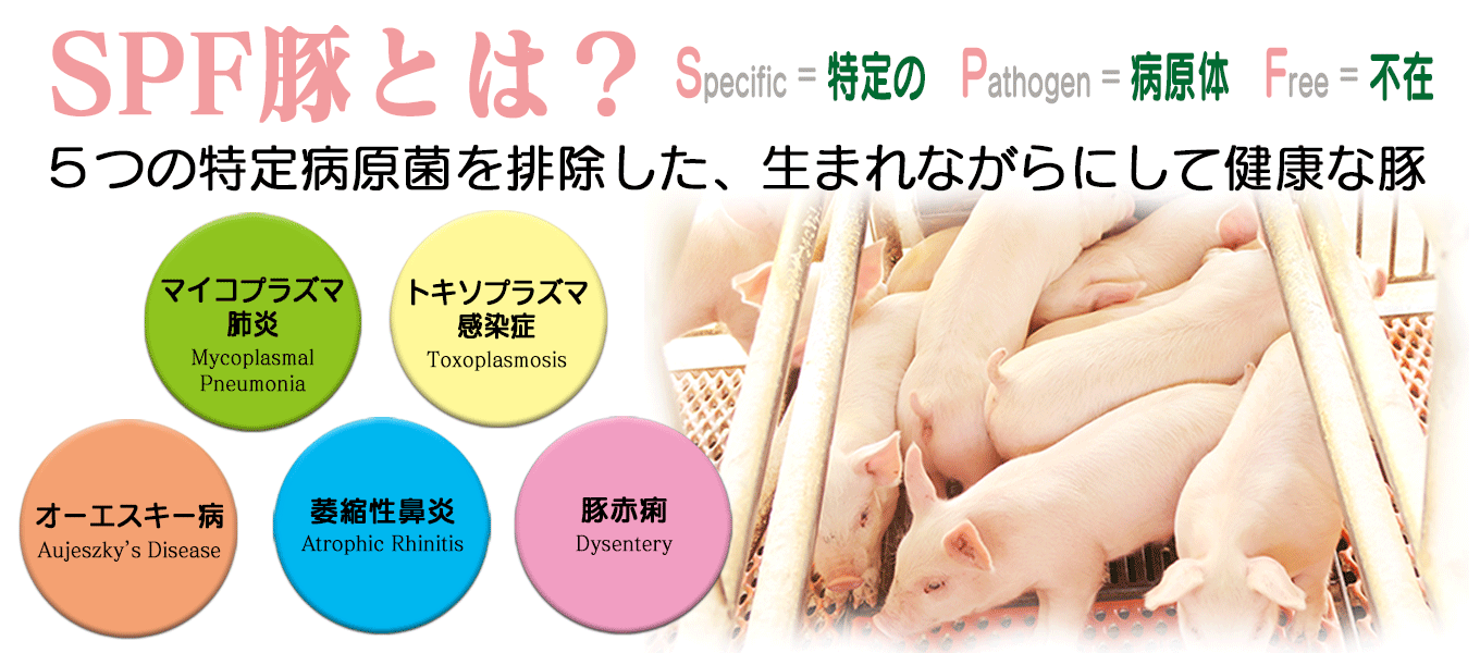 林SPF豚