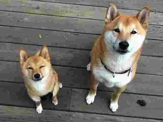 柴犬
