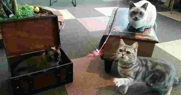 猫