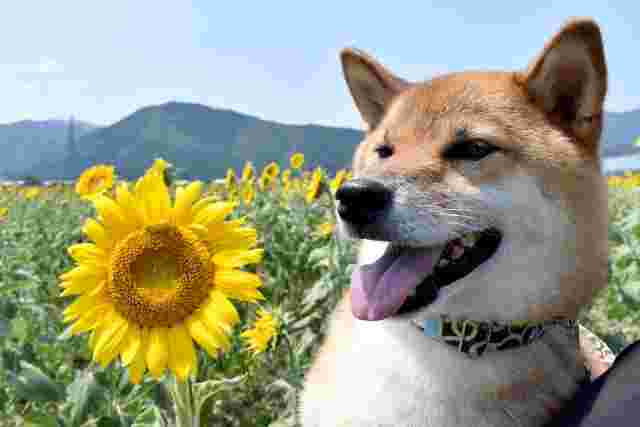 柴犬