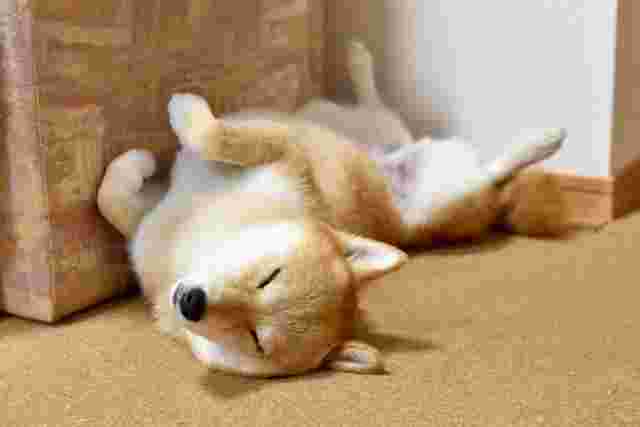柴犬